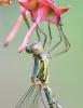 Chalcolestes viridis
